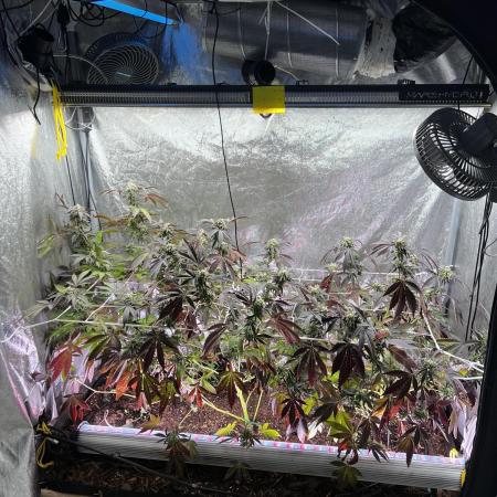 💨🍀🍈 Fresca Melon Clone #5