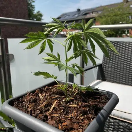💨🍈🍀 Fresca Melon Clone #1