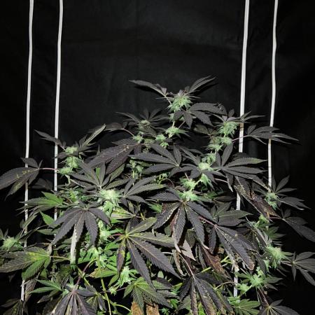 💨🍀🍈 Fresca Melon Clone #5
