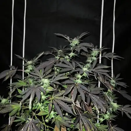 💨🍀🍈 Fresca Melon Clone #5