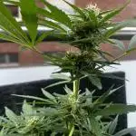 🍬🍭 Zkittlez Auto #2