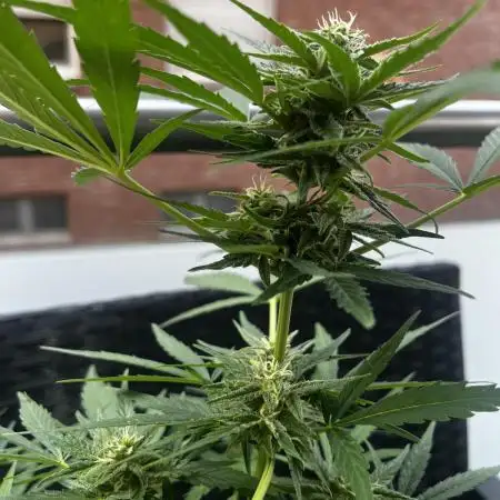 🍬🍭 Zkittlez Auto #2