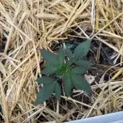 Space Cookie Auto