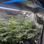 💨🍀🍈Fresca Melon Clone #2