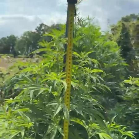 💨🍀🍈Fresca Melon Outdoor