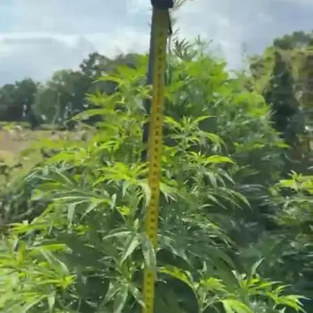 💨🍀🍈Fresca Melon Outdoor