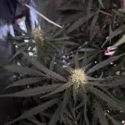 Gorilla Z Auto #1 🦍🍬