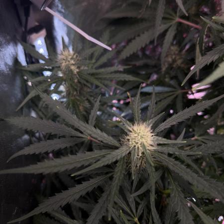Gorilla Z Auto #1 🦍🍬