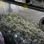 💨🍀🍈 Fresca Melon Clone #7