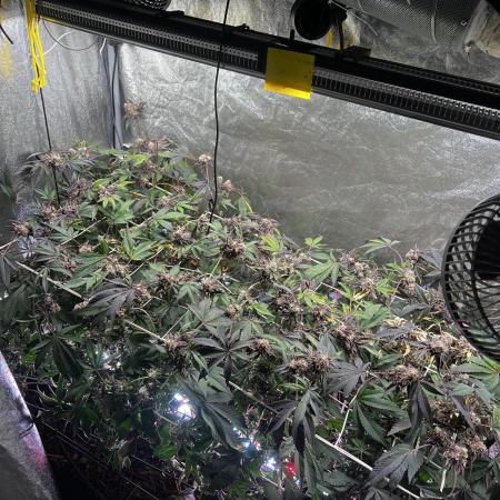 💨🍀🍈 Fresca Melon Clone #7