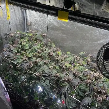 💨🍀🍈 Fresca Melon Clone #7