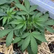 Space Cookie Auto