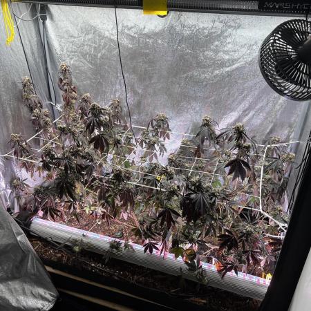 💨🍀🍈 Fresca Melon Clone #3