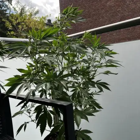 💨🍀🍈 Fresca Melon Clone #5