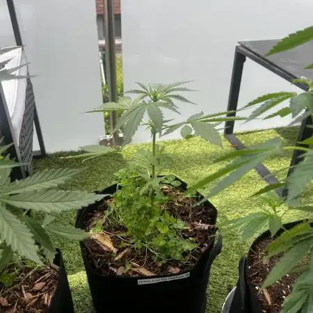 🍬🍭 Zkittlez Auto #4