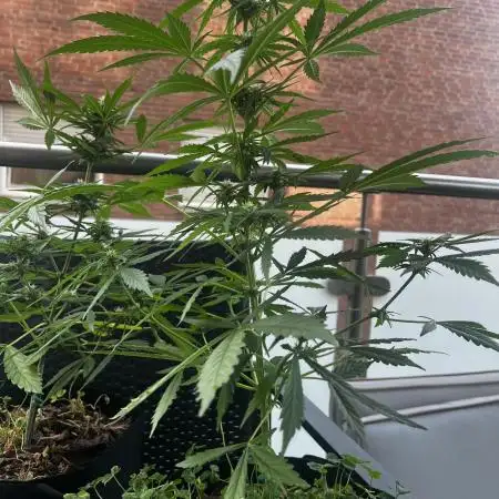 🍬🍭Zkittlez Auto #1