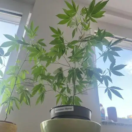 💨🍀Permanent Marker Clone #2