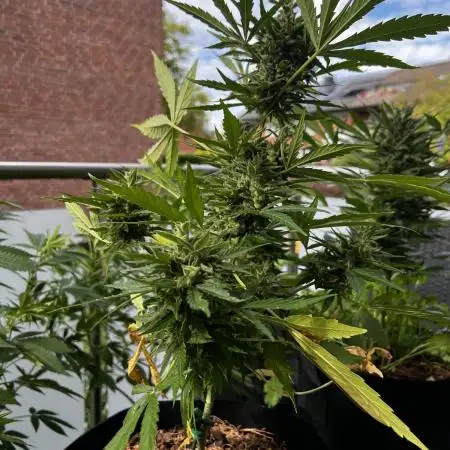 🍬🍭Zkittlez Auto #1