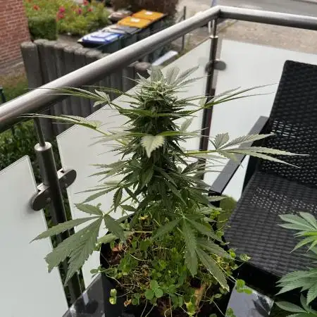 🍬🍭 Zkittlez Auto #4