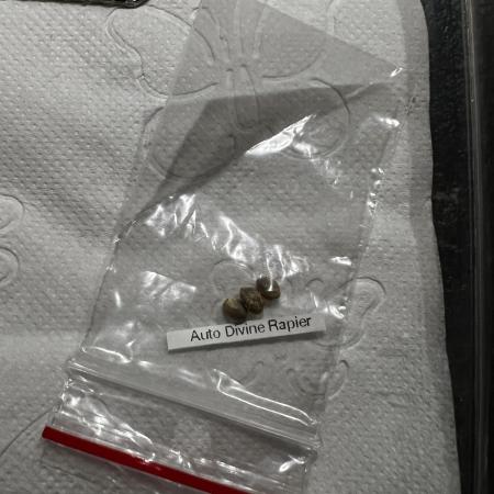 🗿🌋Auto Divine Rapier