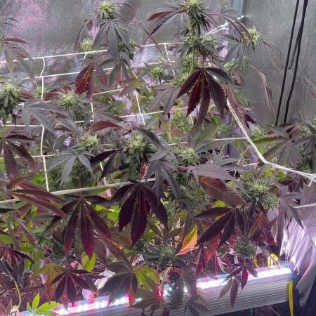 💨🍀🍈 Fresca Melon Clone #3