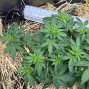Purple Mango Kush