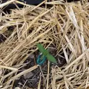 Space Cookie Auto
