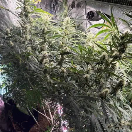 Gorilla Z Auto #4 🦍🍬