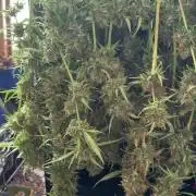 Gorilla Z Auto #2 🦍🍬