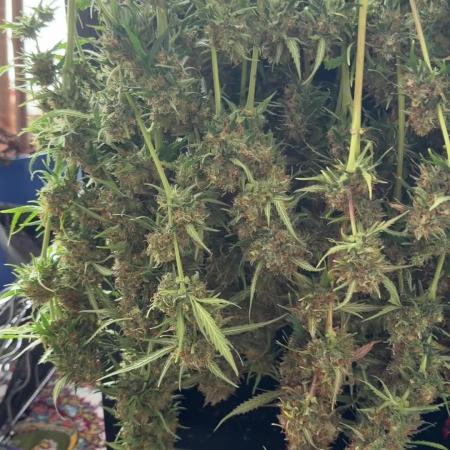 Gorilla Z Auto #2 🦍🍬