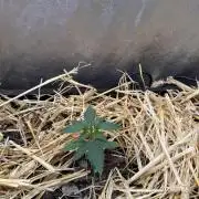 Space Cookie Auto
