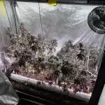 ๐จ๐๐ Fresca Melon Clone #5