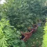 💨🍀🍈Fresca Melon Outdoor