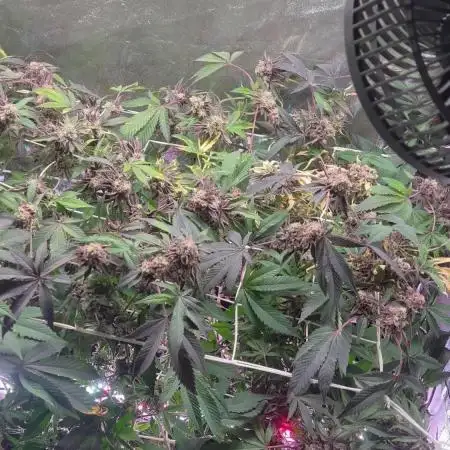 💨🍀🍈Fresca Melon Clone #2