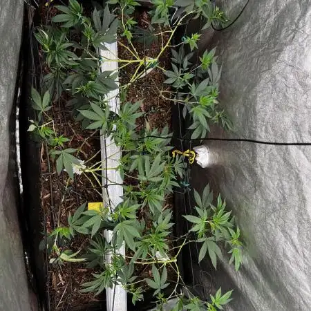 💨🍈🍀 Fresca Melon Clone #1