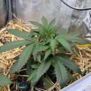 Space Cookie Auto