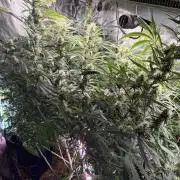Gorilla Z Auto #3 🦍🍬