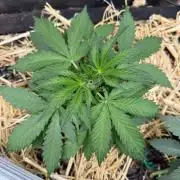 Space Cookie Auto
