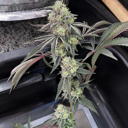 💨🍀🍈Fresca Melon Clone #2