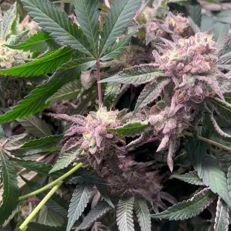 💨🍈🍀 Fresca Melon Clone #1
