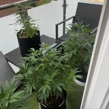 💨🍀🍈 Fresca Melon Clone #5