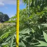 💨🍀🍈Fresca Melon Outdoor