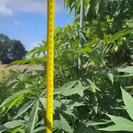 💨🍀🍈Fresca Melon Outdoor