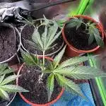 💨🍀🍈 Fresca Melon Clone #5