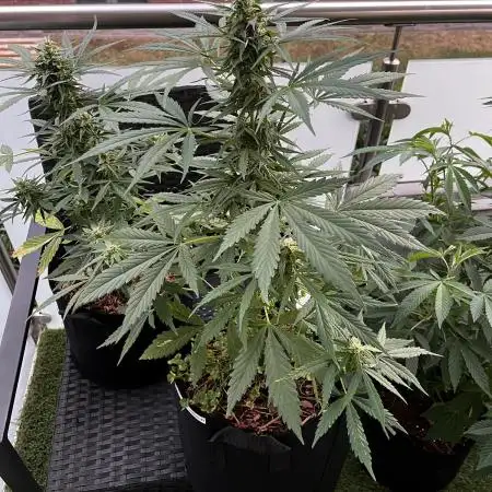 🍬🍭Zkittlez Auto #1