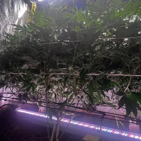 💨🍈🍀 Fresca Melon Clone #1