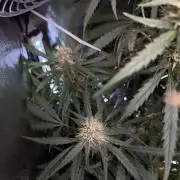 Gorilla Z Auto #1 🦍🍬