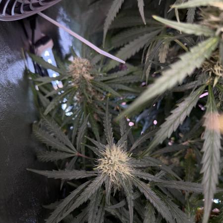 Gorilla Z Auto #1 🦍🍬