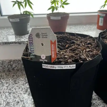 🍼🌌Milky Way F1 Auto