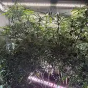 Gorilla Z Auto #2 🦍🍬